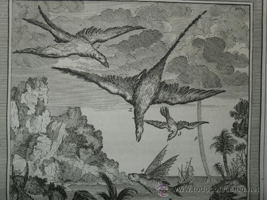 Arte: P&aacute;jaros y peces, 1750 - Foto 4