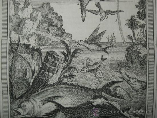 Arte: P&aacute;jaros y peces, 1750 - Foto 5