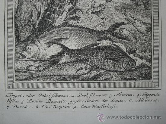 Arte: P&aacute;jaros y peces, 1750 - Foto 6