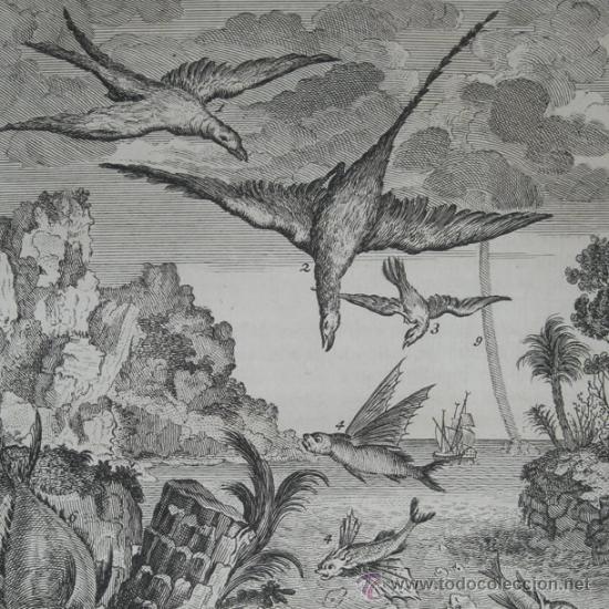 Arte: P&aacute;jaros y peces, 1750 - Foto 1