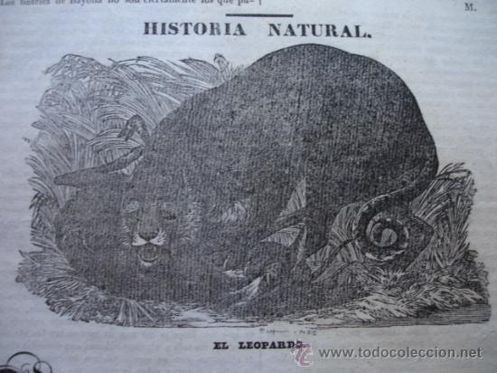 Arte: EL LEOPARDO. GRABADO DE 1841.14X10 - Foto 1