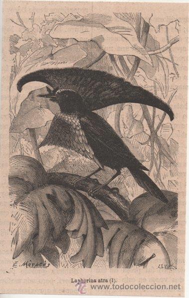 Arte: GRABADO. LAPHORINA ATRA. E. MESPLES. 1880. - Foto 1