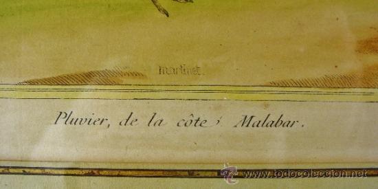 Arte: PLUVIER DE LA COTE MALABAR. FRANÇOIS NICOLAS MARTINET. SIGLO XVIII. - Foto 3 - 34417987