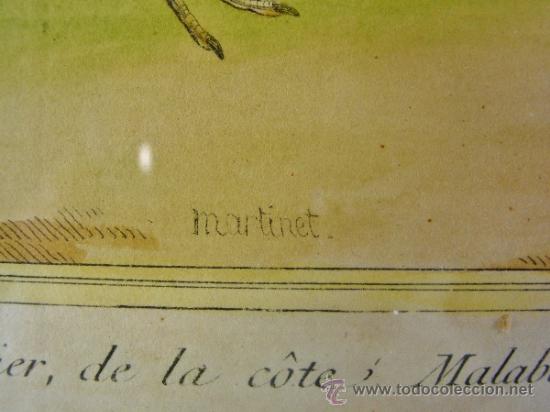 Arte: PLUVIER DE LA COTE MALABAR. FRANÇOIS NICOLAS MARTINET. SIGLO XVIII. - Foto 4 - 34417987