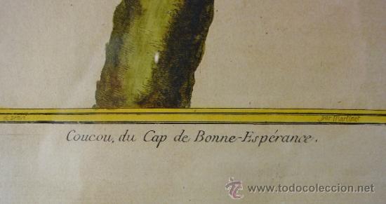 Arte: COUCOU DU CAP DE BONNE ESRANCE. FRANÇOIS NICOLAS MARTINET. SIGLO XVIII. - Foto 3 - 34418023
