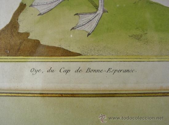 Arte: OYE DU CAP DE BONNE ESPERANCE. FRANÇOIS NICOLAS MARTINET. SIGLO XVIII. - Foto 3 - 34418065