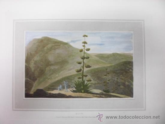 Arte: Planta Aloe, William Daniell, 1807 - Foto 1