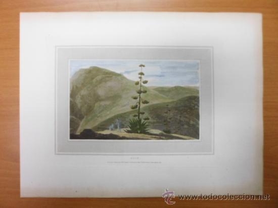 Arte: Planta Aloe, William Daniell, 1807 - Foto 2