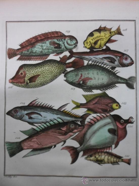 Arte: Peces tropicales, 1757, Prevost - Foto 1