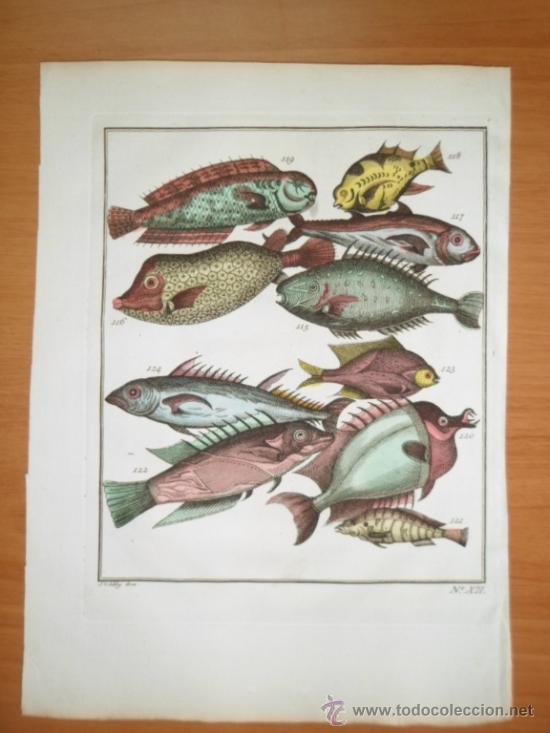 Arte: Peces tropicales, 1757, Prevost - Foto 2