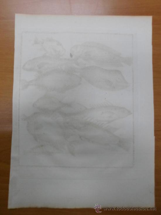 Arte: Peces tropicales, 1757, Prevost - Foto 3