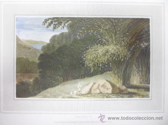 Arte: Bamboo, 1807, William Daniell - Foto 1