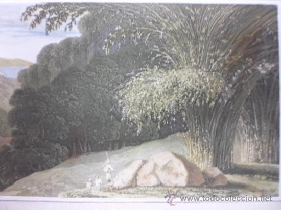 Arte: Bamboo, 1807, William Daniell - Foto 4
