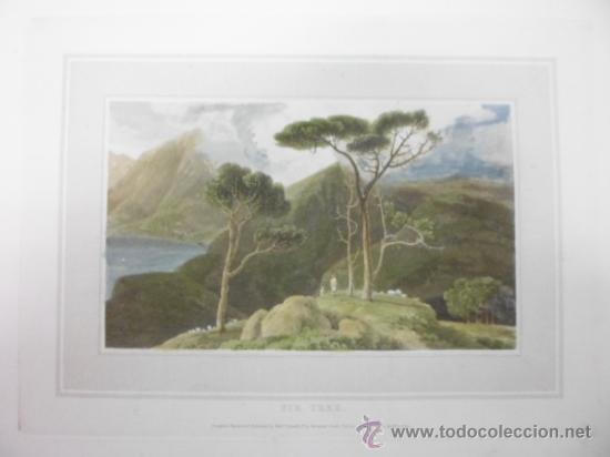 Arte: Abeto tropical, 1807, William Daniell - Foto 3