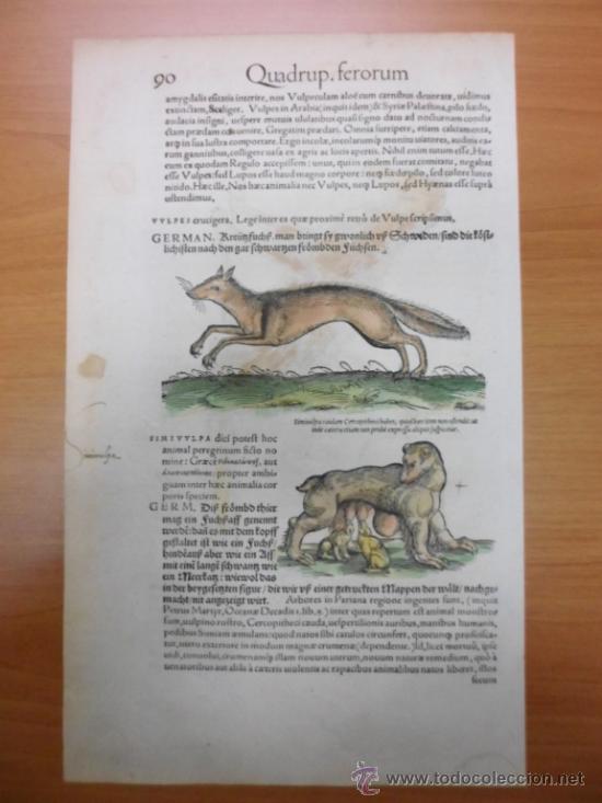 Arte: Simivulpa (Zorro), 1560, Gesner Konrad - Foto 1