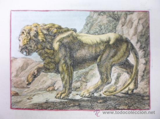 Arte: El le&oacute;n, 1679, Sandrart - Foto 3