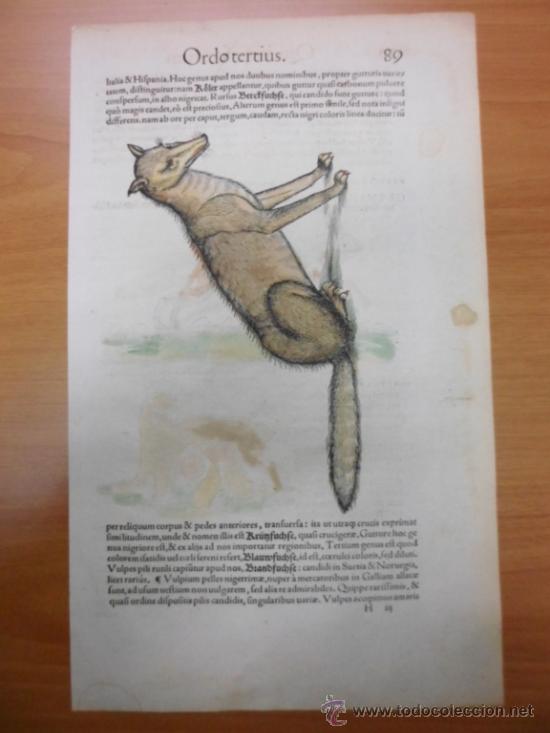 Arte: Simivulpa (Zorro), 1560, Gesner Konrad - Foto 3