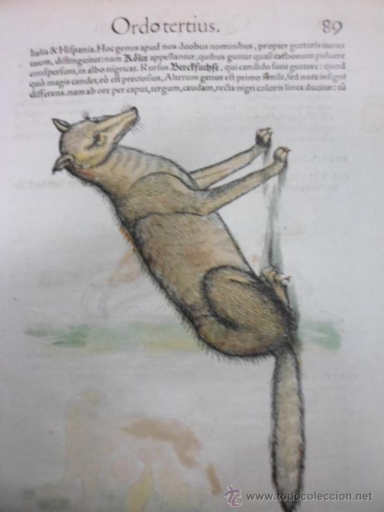 Arte: Simivulpa (Zorro), 1560, Gesner Konrad - Foto 4