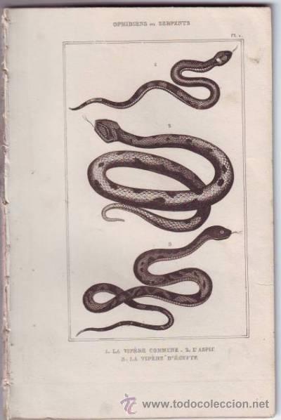 Arte: OFIDIANOS O SERPIENTES. 21 l&aacute;minas grabadas