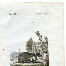 Arte: CRICETO. HISTORIA NATURAL DE BUFFON, ZOOLOGÍA, GRABADO DE 1796 CON COLOREADO DE ÉPOCA. SIGLO XVIII. Lote 39039426