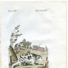 Arte: FALANGIO MACHO. HISTORIA NATURAL DE BUFFON, ZOOLOGÍA, GRABADO 1796 COLOREADO DE ÉPOCA. SIGLO XVIII. Lote 39039481