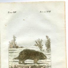 Arte: URSÓN. HISTORIA NATURAL DE BUFFON, ZOOLOGÍA, GRABADO DE 1796 COLOREADO ÉPOCA. SIGLO XVIII