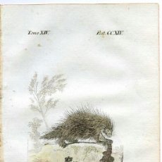 Arte: PUERCO-ESPIN. HISTORIA NATURAL DE BUFFON, ZOOLOGÍA, GRABADO DE 1796 COLOREADO ÉPOCA. SIGLO XVIII