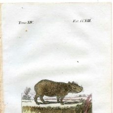 Arte: CABIAI. HISTORIA NATURAL DE BUFFON, ZOOLOGÍA, GRABADO DE 1796 COLOREADO ÉPOCA. SIGLO XVIII