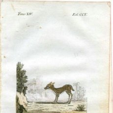 Arte: CERVATILLO. HISTORIA NATURAL DE BUFFON, ZOOLOGÍA. GRABADO DE 1796 COLOREADO ÉPOCA. SIGLO XVIII. Lote 39043151