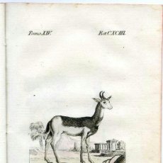 Arte: EL NANGUER. HISTORIA NATURAL DE BUFFON, ZOOLOGÍA. GRABADO DE 1796 COLOREADO DE ÉPOCA. SIGLO XVIII. Lote 39043610