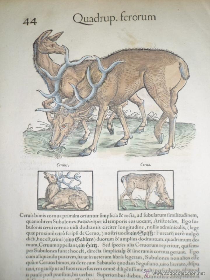 Arte: Ciervos y cam&eacute;lido, 1560,  Konrad Gesner, - Foto 3
