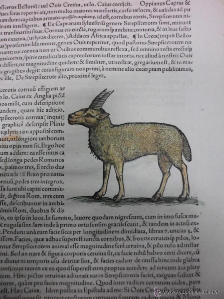 Arte: Ant&iacute;lope, 1560, Konrad Gesner - Foto 3