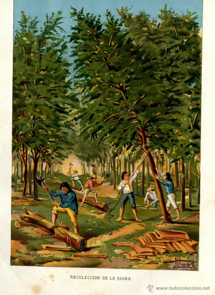 Arte: GRABADO A COLOR RECOLECCI&Oacute;N DE LA QUINA SIGLO XIX