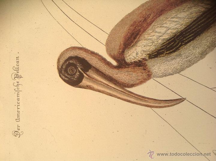 Arte: Grabado coloreado a la acuarela. - Foto 4
