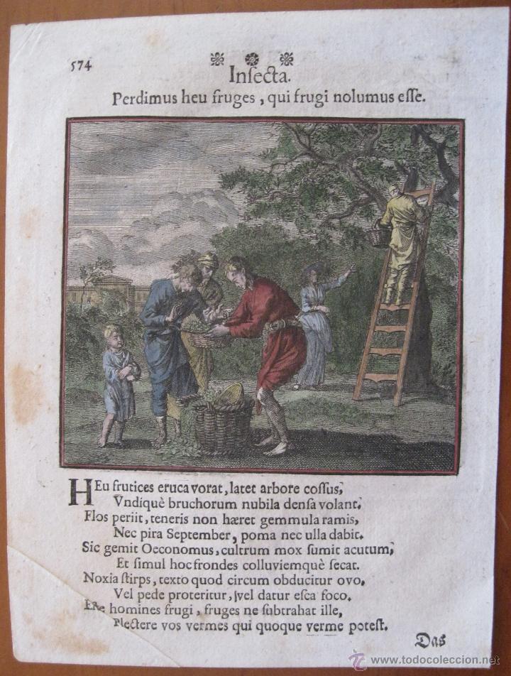 Arte: Recogida de la fruta, Santa Clara-Weigel, 1707 - Foto 1