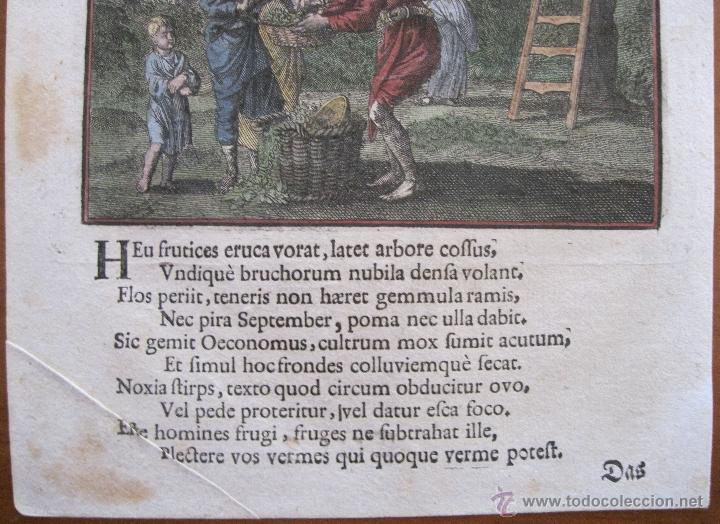 Arte: Recogida de la fruta, Santa Clara-Weigel, 1707 - Foto 4