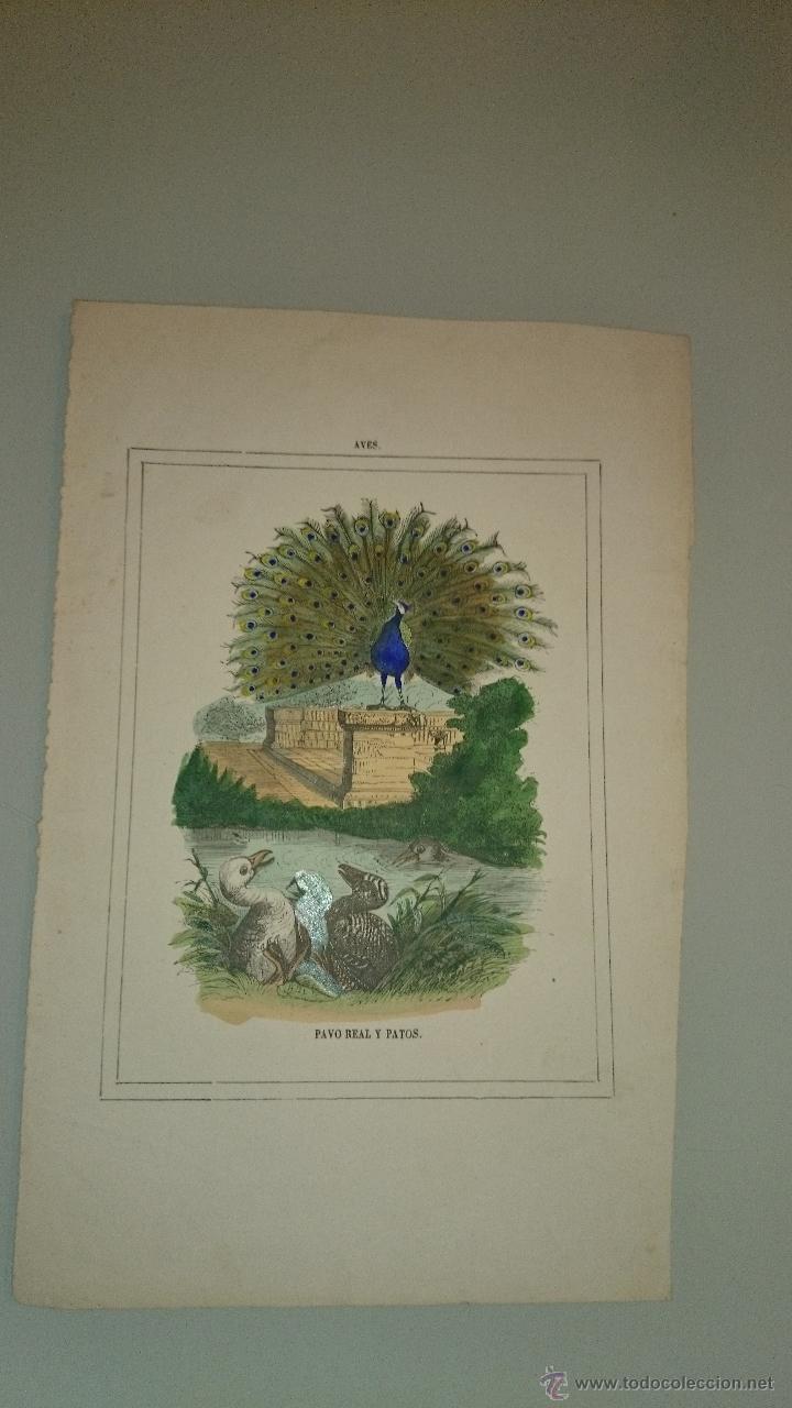 Arte: PAVO REAL Y PATOS GRABADO ILUMINADO A MANO DE &Eacute;POCA - S. XIX - AVES