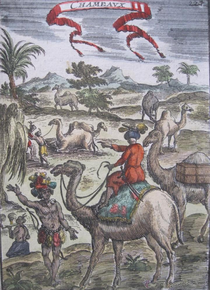 Arte: Camellos africanos, 1683.Mallet - Foto 2