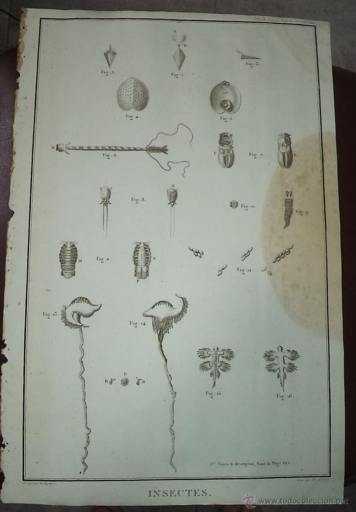 Arte: PEROUSE. GRAV&Eacute; DU INSECTES. N&ordm; 20. A&Ntilde;O 1787 - Foto 1