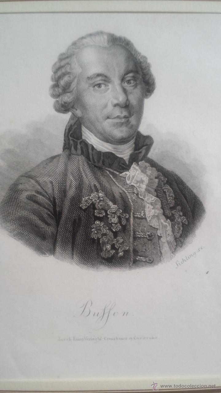 Arte: SICHLING: grabado de BUFFON, 1850 - Foto 1