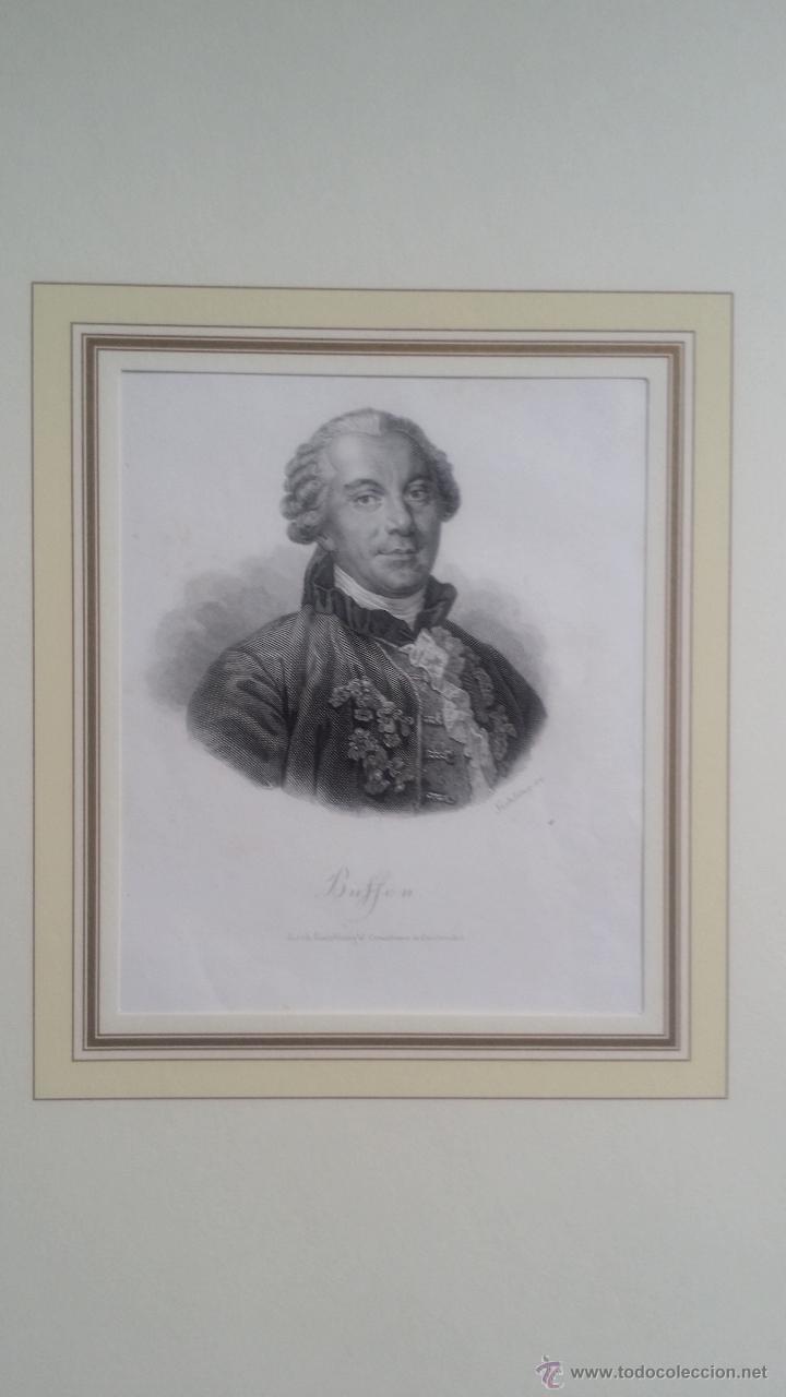 Arte: SICHLING: grabado de BUFFON, 1850 - Foto 4