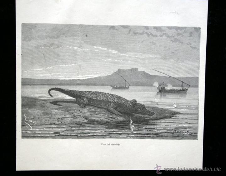 Arte: CAZA DEL COCODRILO - A&Ntilde;O 1886 - Foto 1