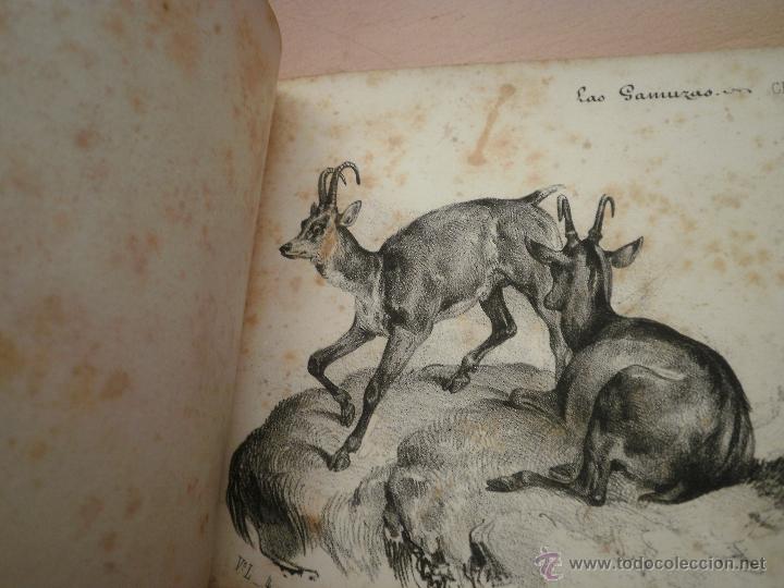 Arte: Animales de Buffon - Foto 5