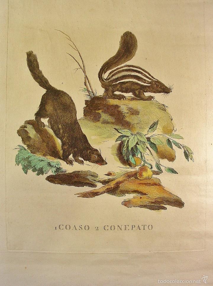 Arte: GRABADO ANIMALES. COASO - CONEPATO PLANCHA DE COBRE. COLOREADO A MANO. NUMERADO - Foto 1 - 55659188