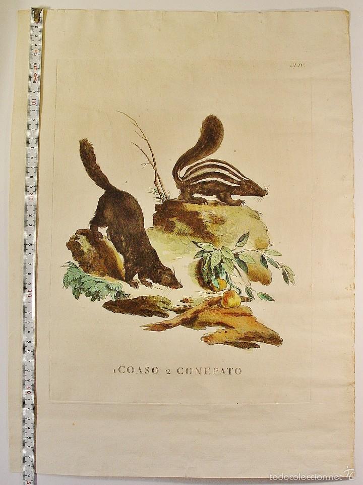 Arte: GRABADO ANIMALES. COASO - CONEPATO PLANCHA DE COBRE. COLOREADO A MANO. NUMERADO - Foto 2 - 55659188