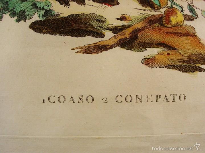 Arte: GRABADO ANIMALES. COASO - CONEPATO PLANCHA DE COBRE. COLOREADO A MANO. NUMERADO - Foto 3 - 55659188