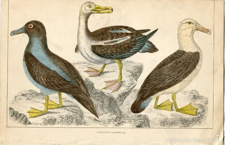 Arte: P&aacute;jaros. Albatros 1859 Fullarton - Foto 1