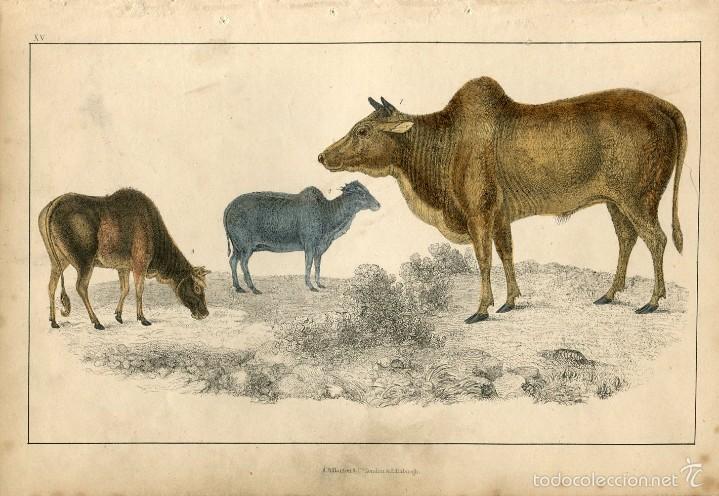 Art: Ceb&uacute;es - Grabado original coloreado a mano - Goldsmith, Fullarton - 1860