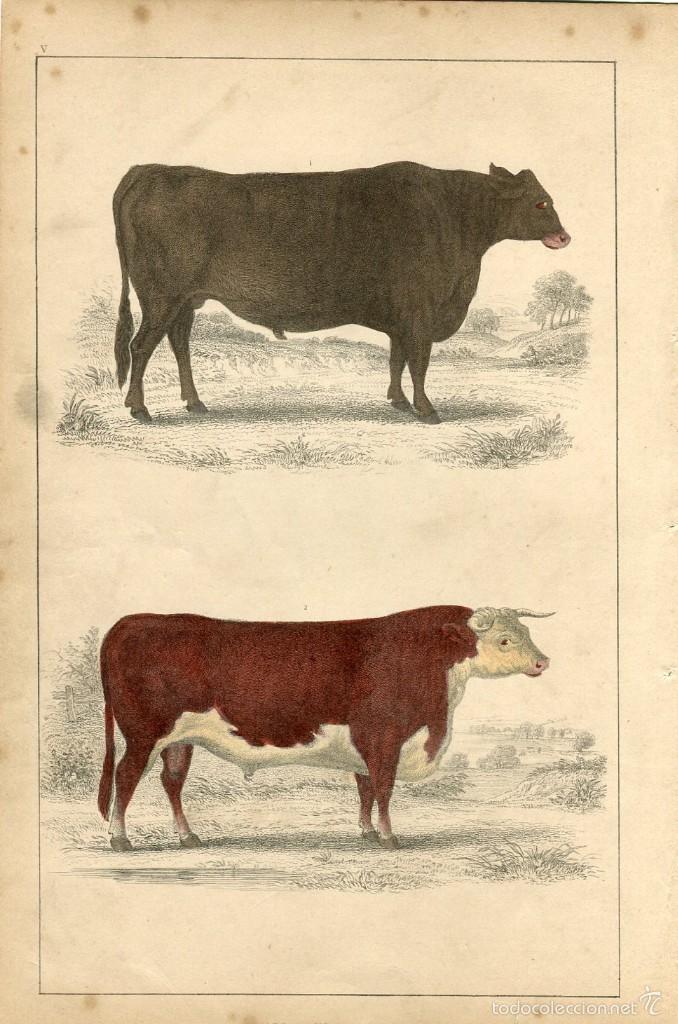 Art: Buey de Suffolk y toro Hereford - Grabado coloreado - Goldsmith, 1860