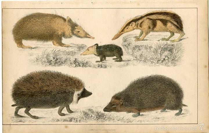 Arte: Animales. Editado por A. Fullarton, 1860